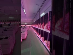 Cho thuê màn hình lưới trong suốt LED cho sự kiện, màn hình kính, cửa sổ trưng bày P3.91 đến P7.82